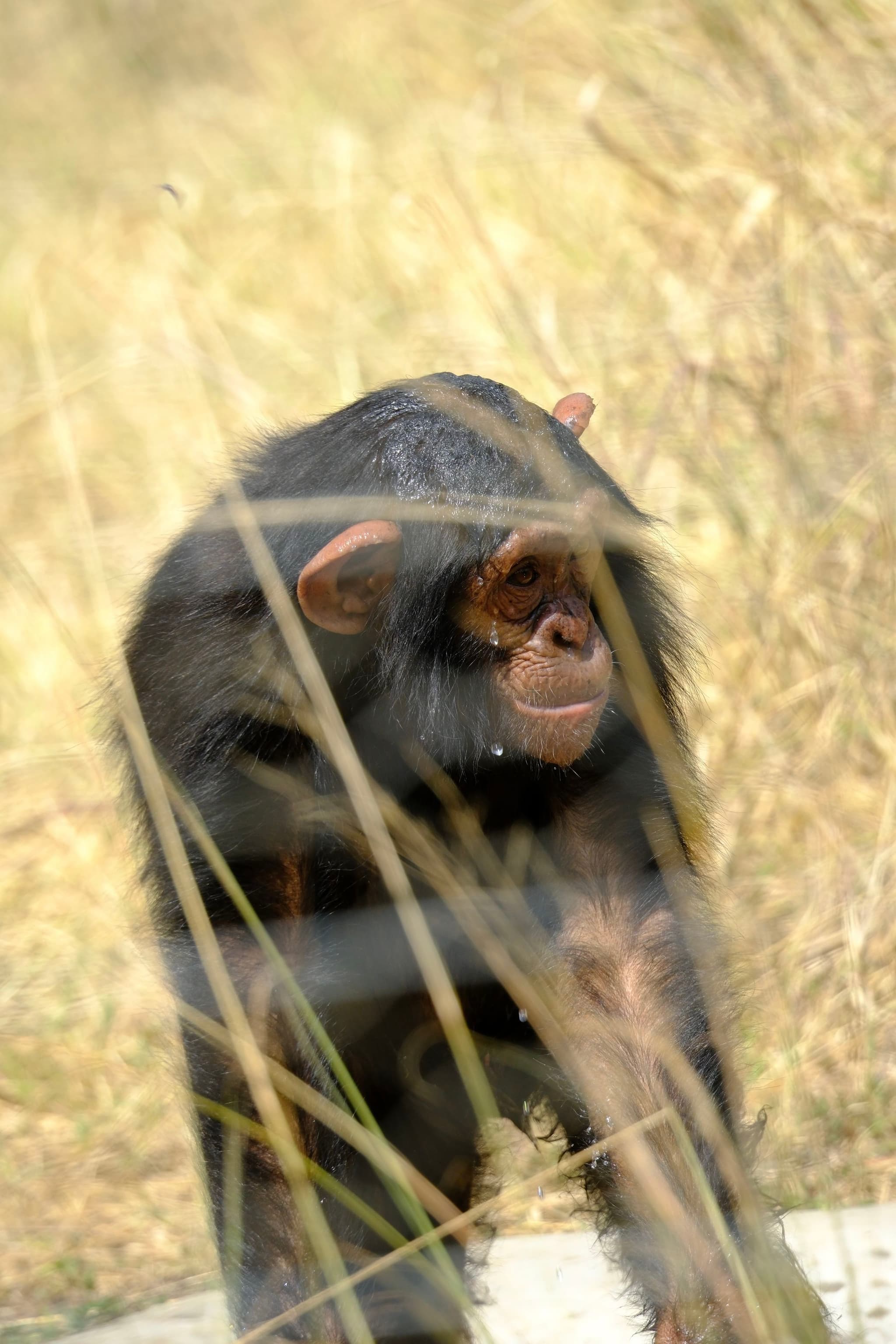 A chimpanzee walking through tall grass, with a focused expression and sunlight highlighting its fur