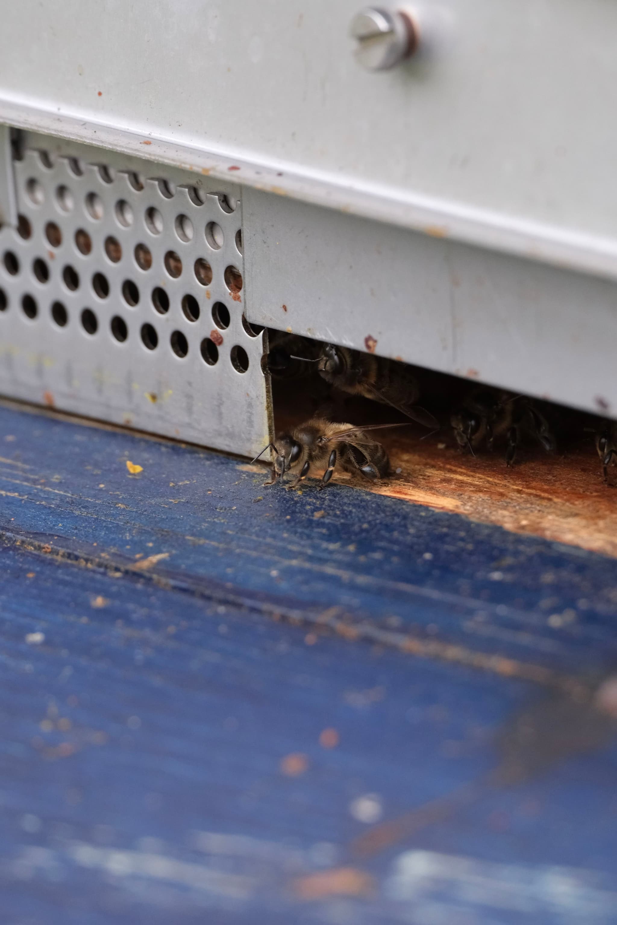 A bee entering a small opening in a metal structure, with a blue wooden surface below