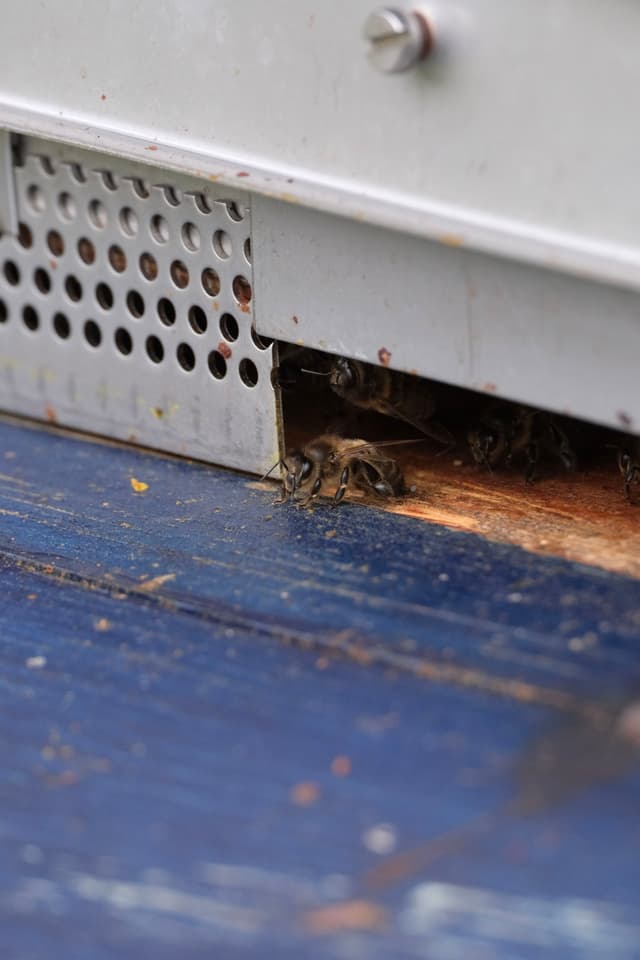 A bee entering a small opening in a metal structure, with a blue wooden surface below