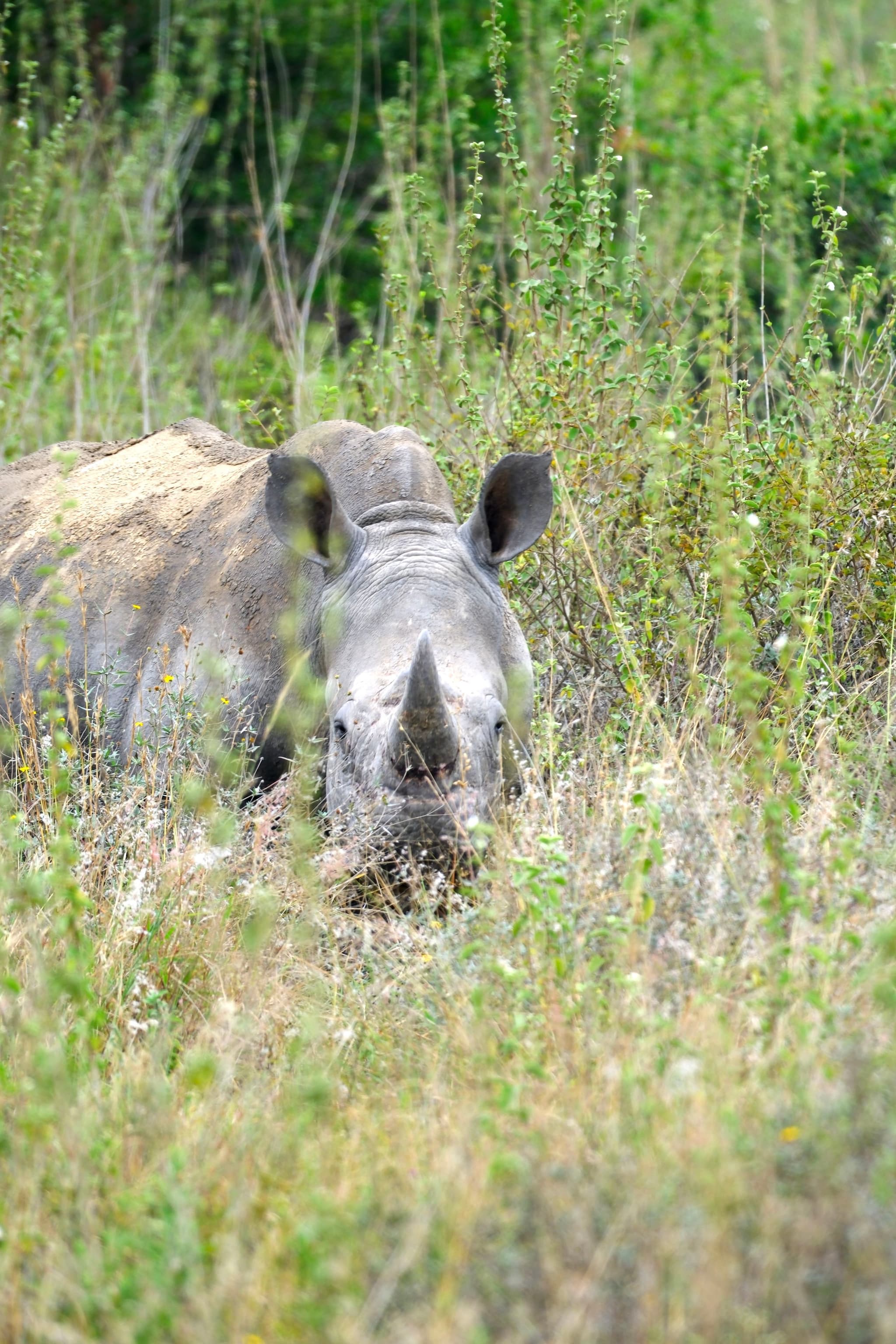 A rhinoceros is partially hidden in tall grass and vegetation, with its head and horn visible