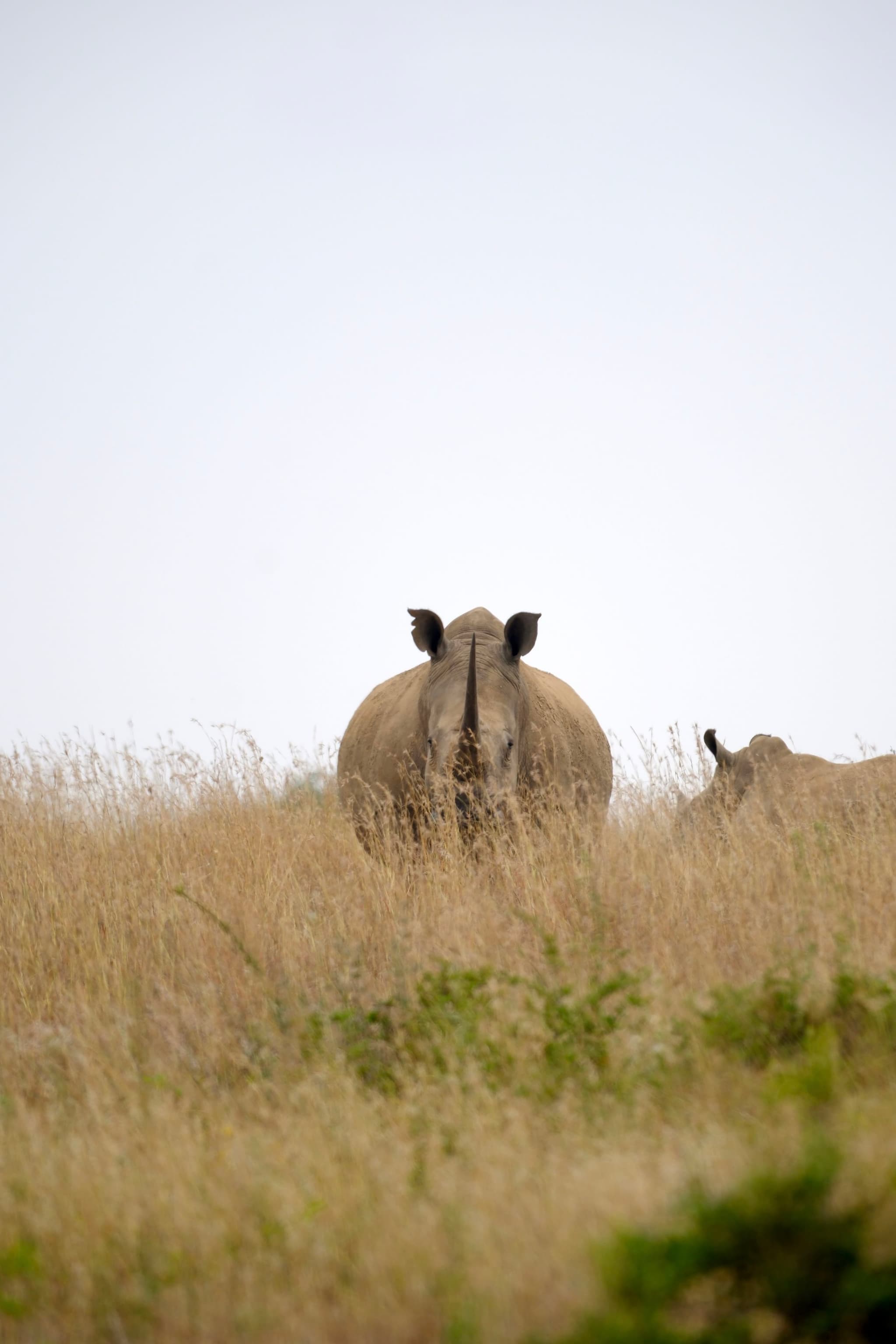 A rhinoceros standing in tall grass, facing the camera, with another partially visible behind it
