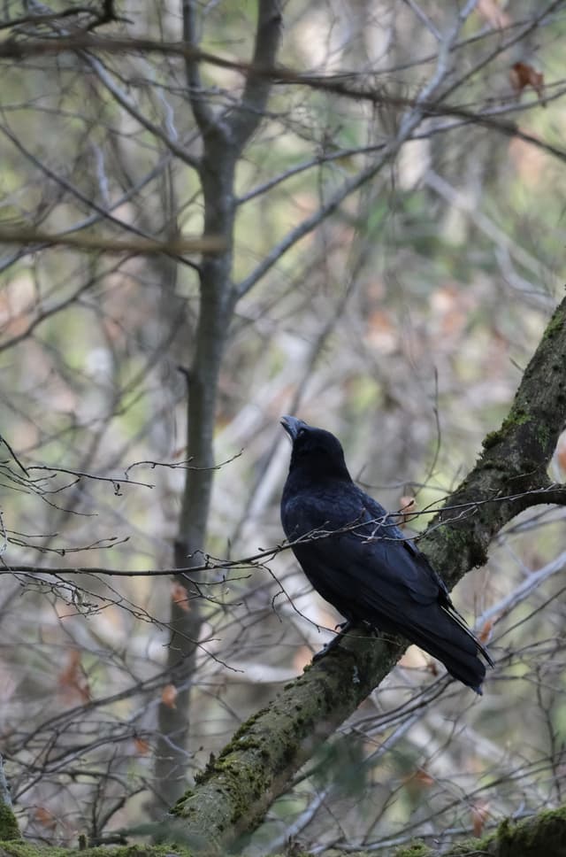 A black crow perched on a mossy tree branch in a forest setting with bare branches and a blurred background