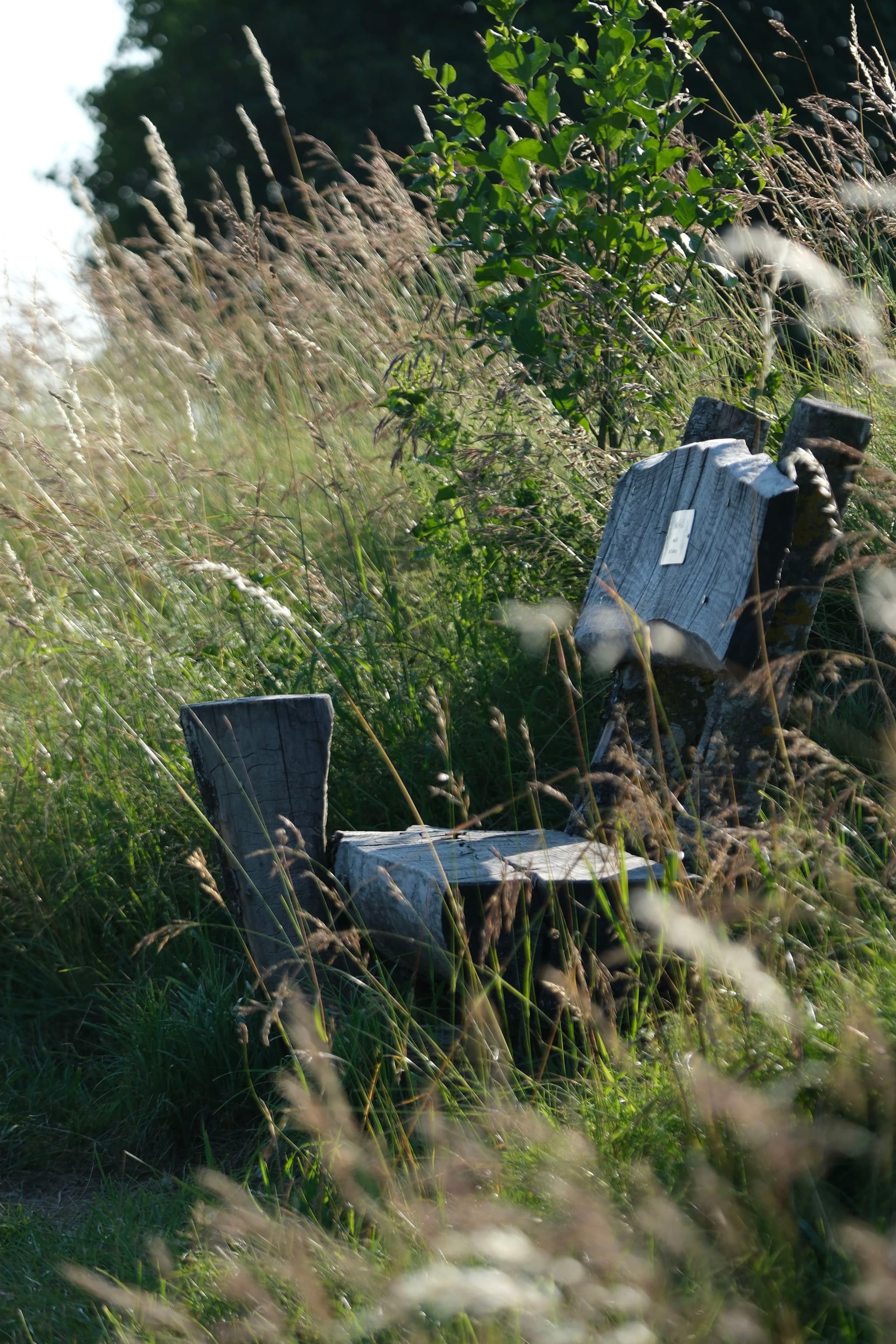 A wooden bench surrounded by tall grass and greenery in a natural setting