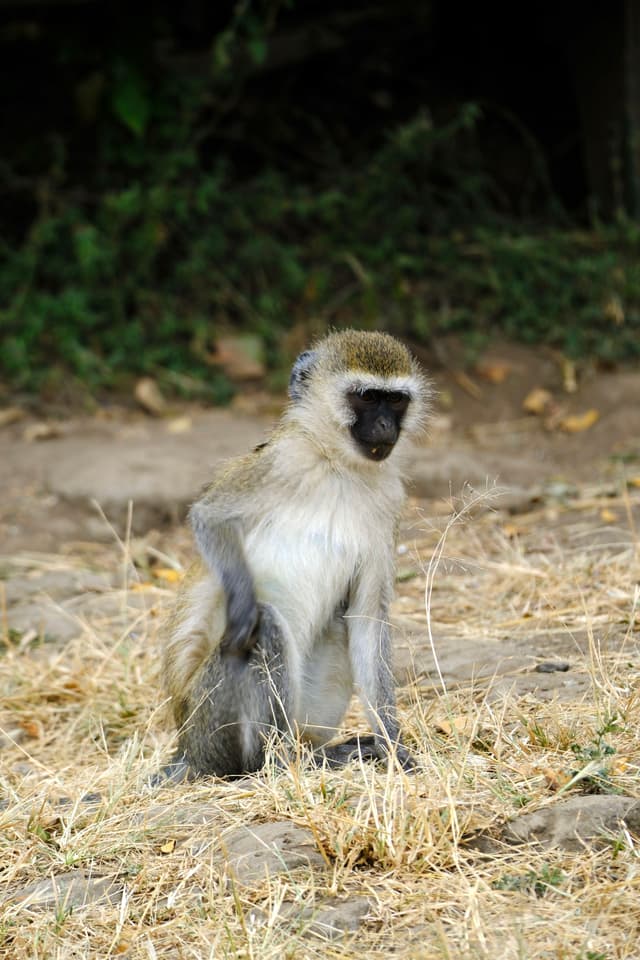 A vervet monkey sitting on dry grass with a backdrop of green foliage