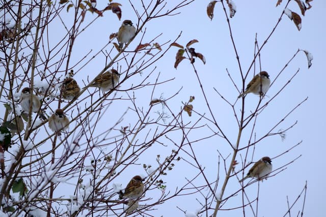 Several small birds perched across thin leafless branches against a pale sky