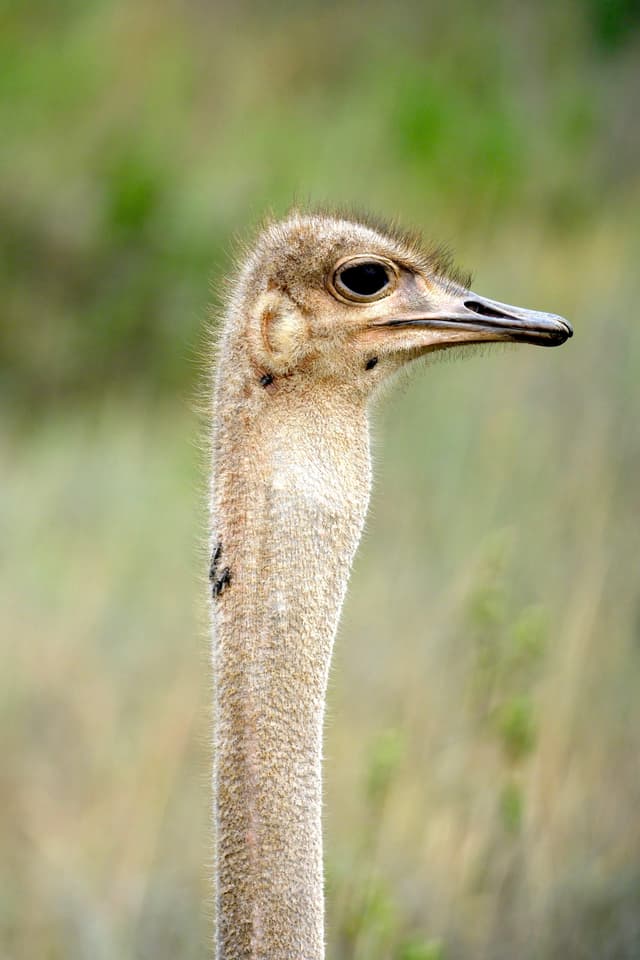A close-up of an ostrich's head and neck against a blurred natural background