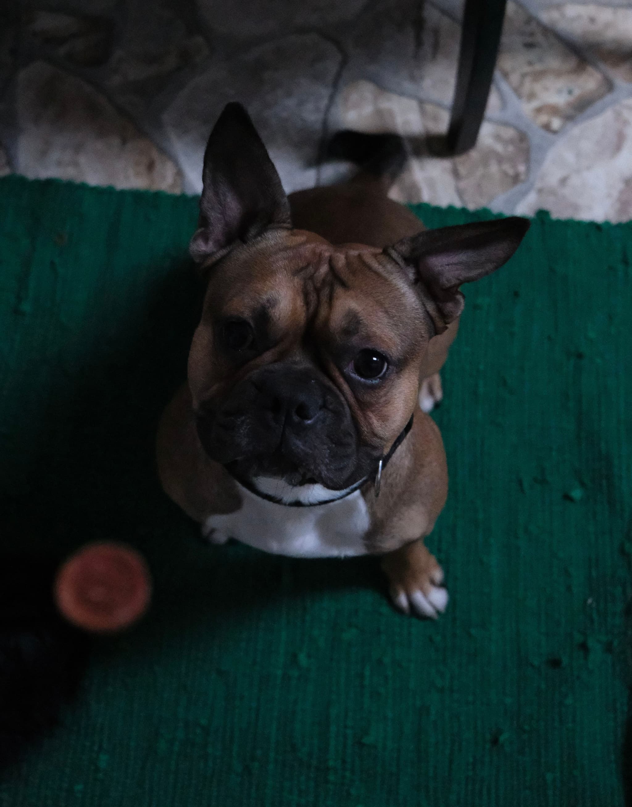 A brown and white dog with upright ears sits on a green rug, looking up