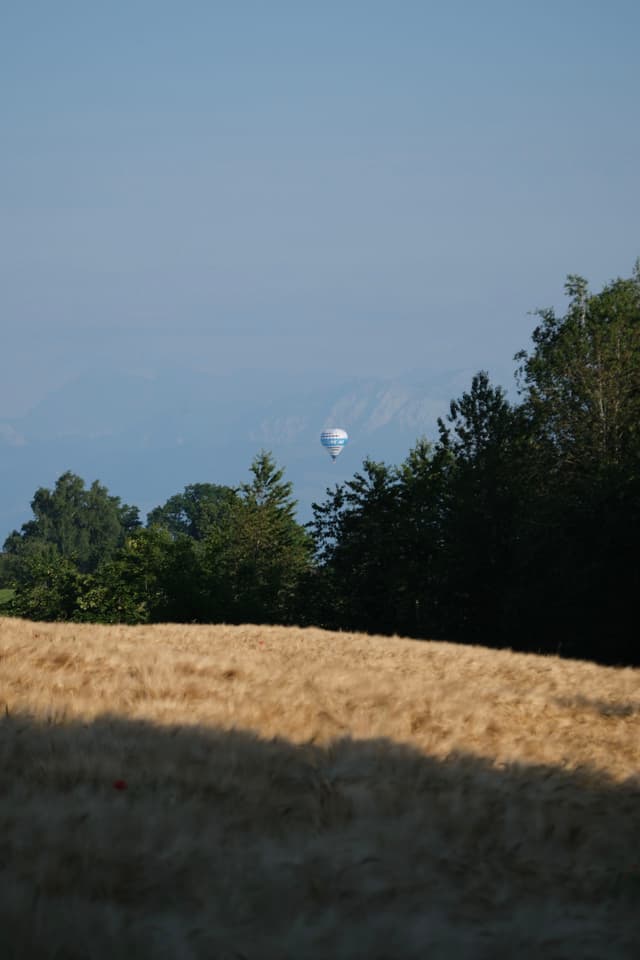 A hot air balloon in the distance above a field with trees on the horizon under a clear blue sky