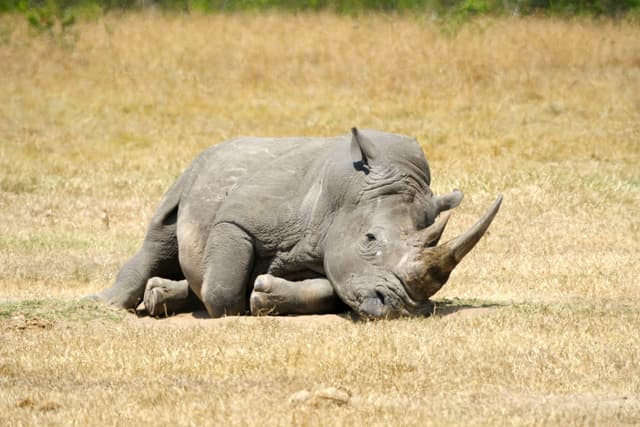A rhinoceros lying down on dry grass in a field