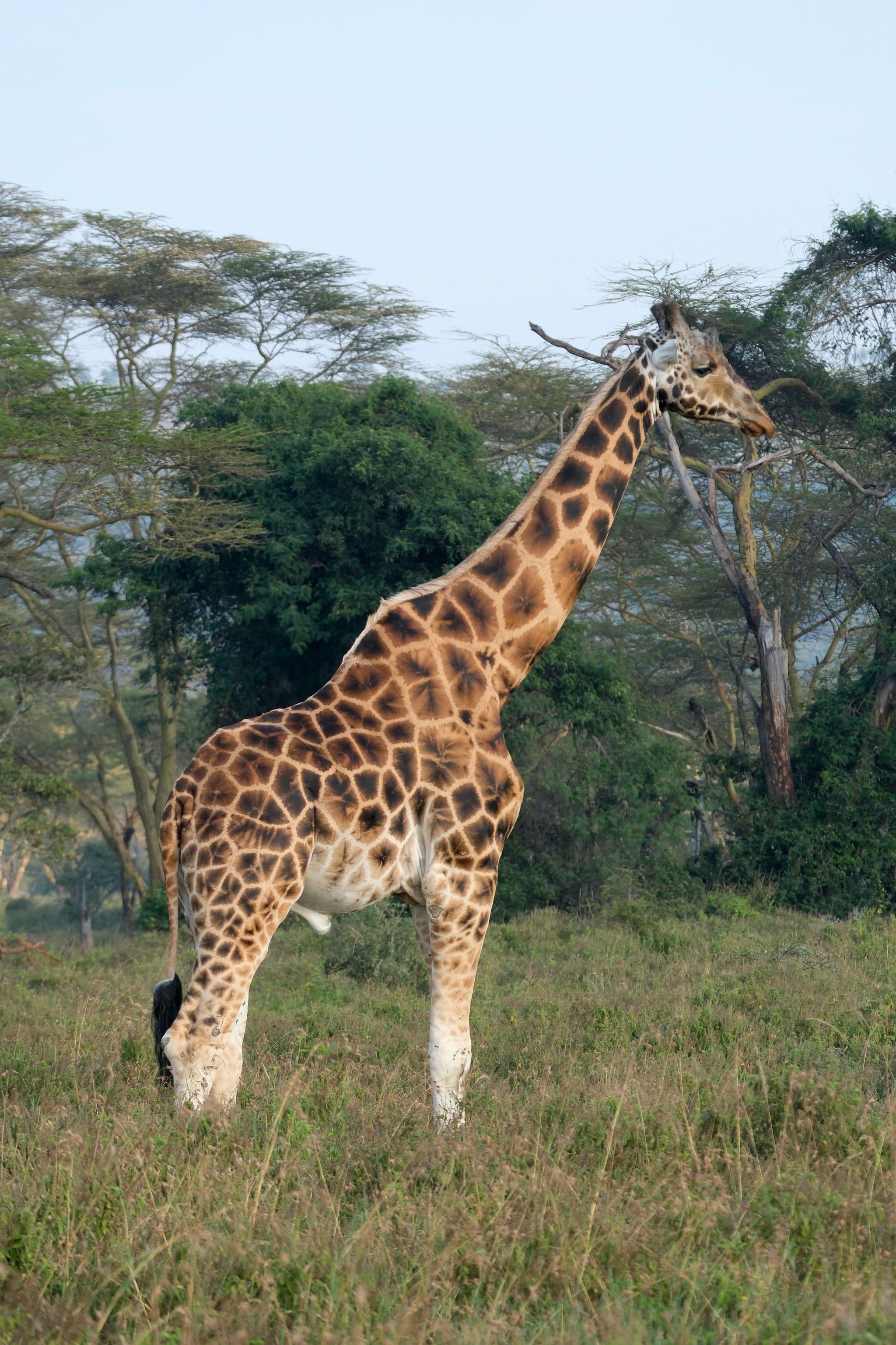 A giraffe standing in a grassy landscape with trees in the background