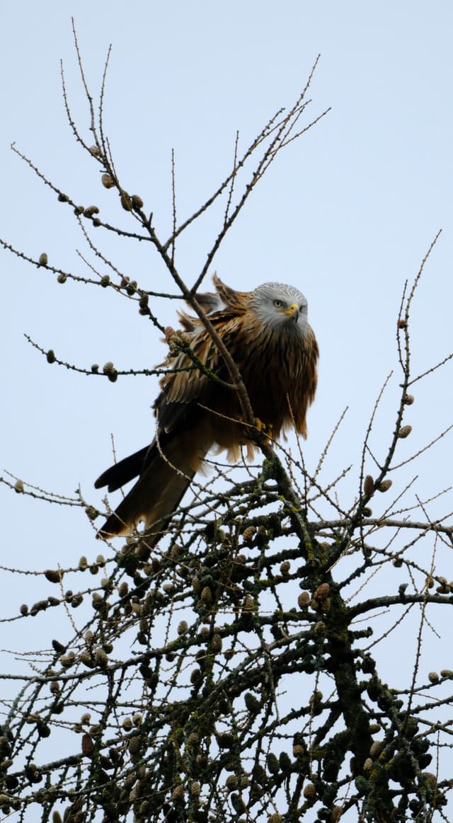 A bird perched on the branches of a tree against a clear sky