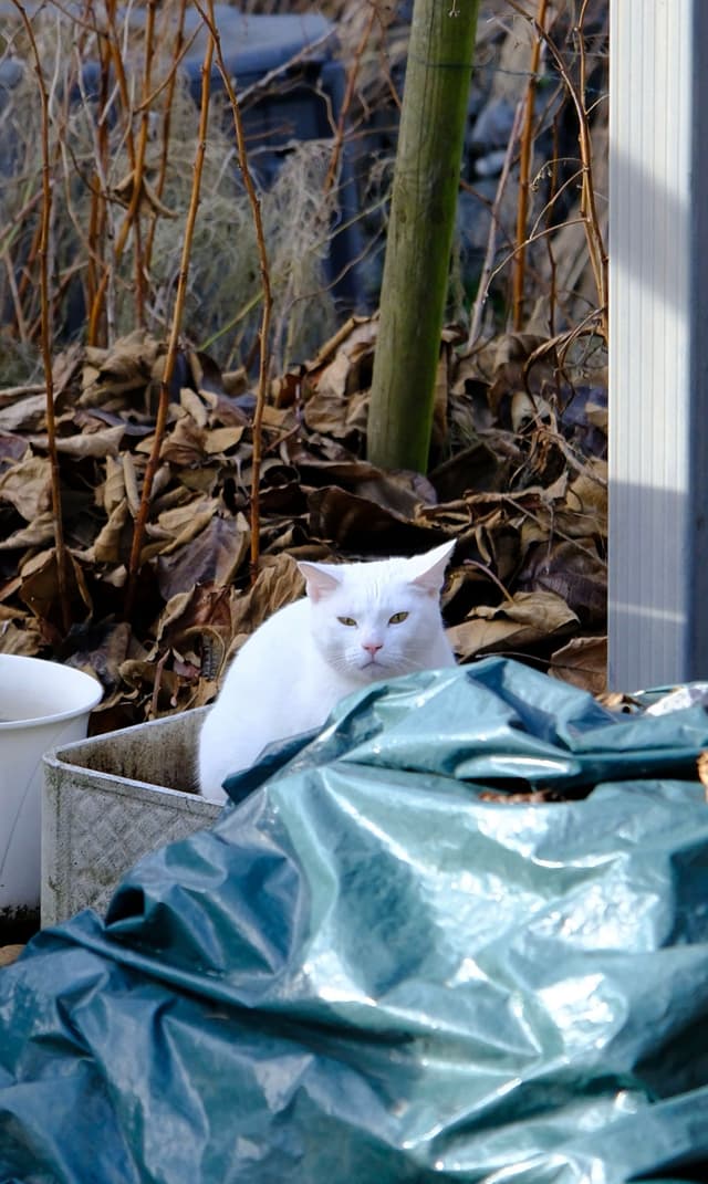 A white cat sits in a garden area surrounded by dry leaves and a green tarp