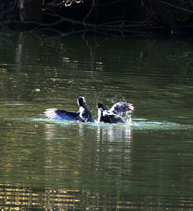Two birds are interacting on a calm body of water, with trees and branches in the background