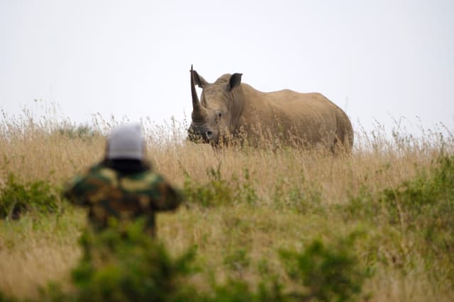 A person in camouflage clothing photographs a rhinoceros standing in tall grass
