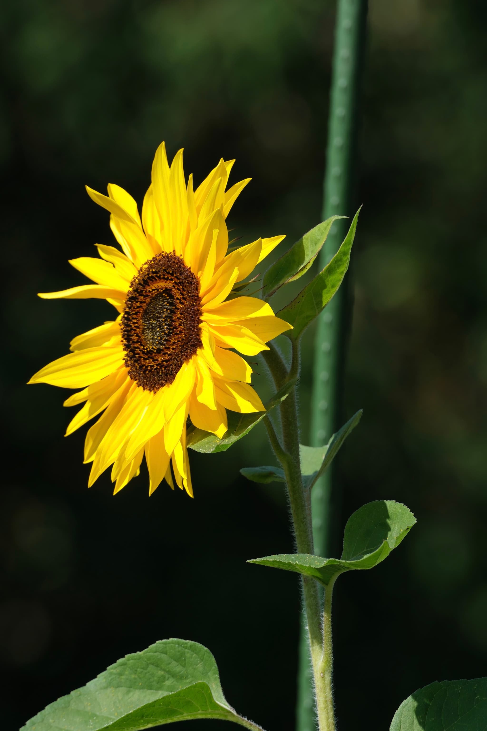 A single sunflower stands tall against a dark background, its petals bright yellow and leaves vibrant green