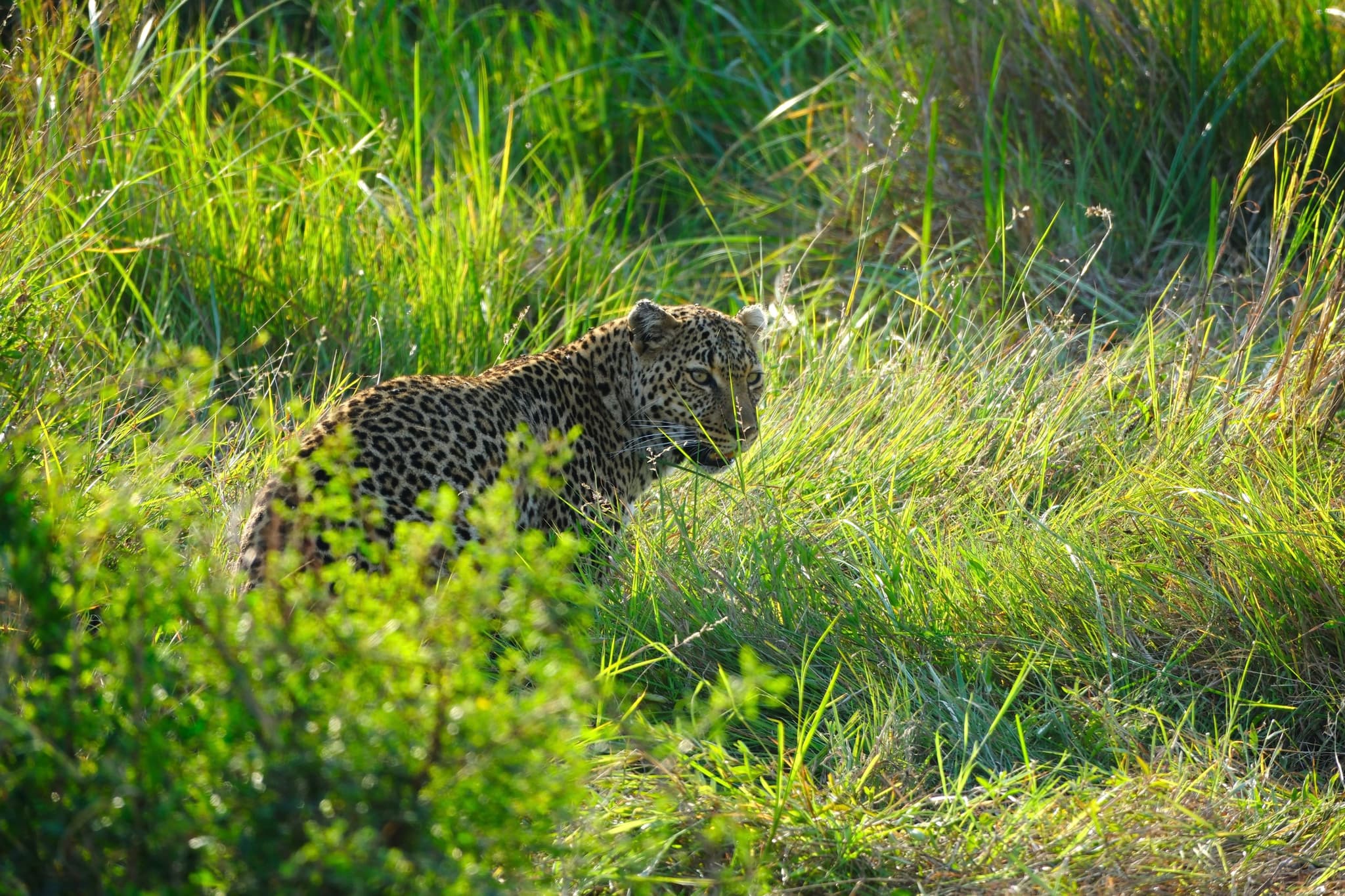 A leopard walking through tall grass in a lush, green environment