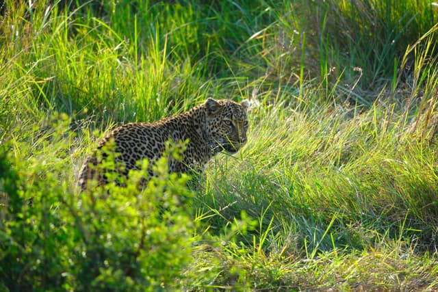 A leopard walking through tall grass in a lush, green environment
