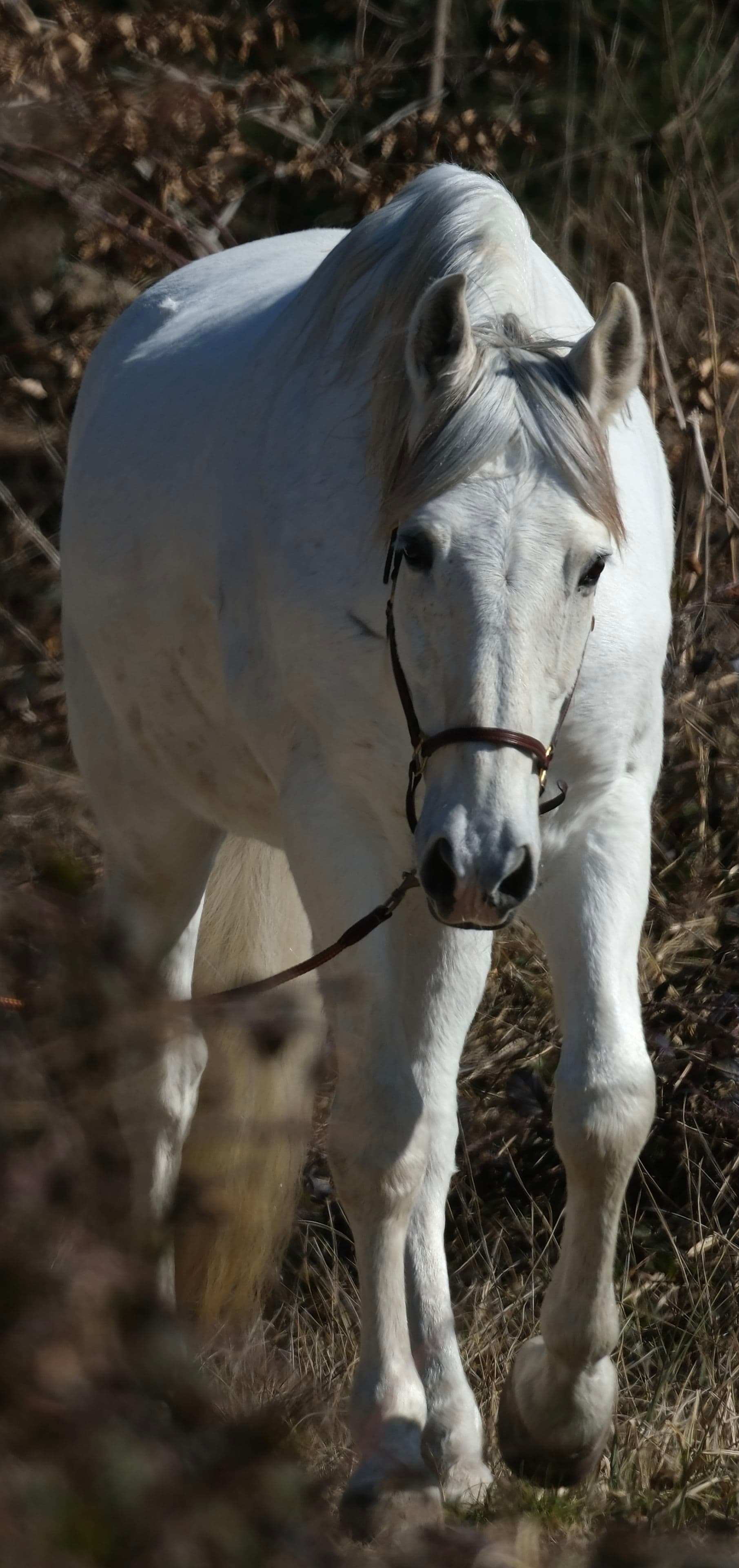 A white horse walking through a natural setting with dry grass and foliage