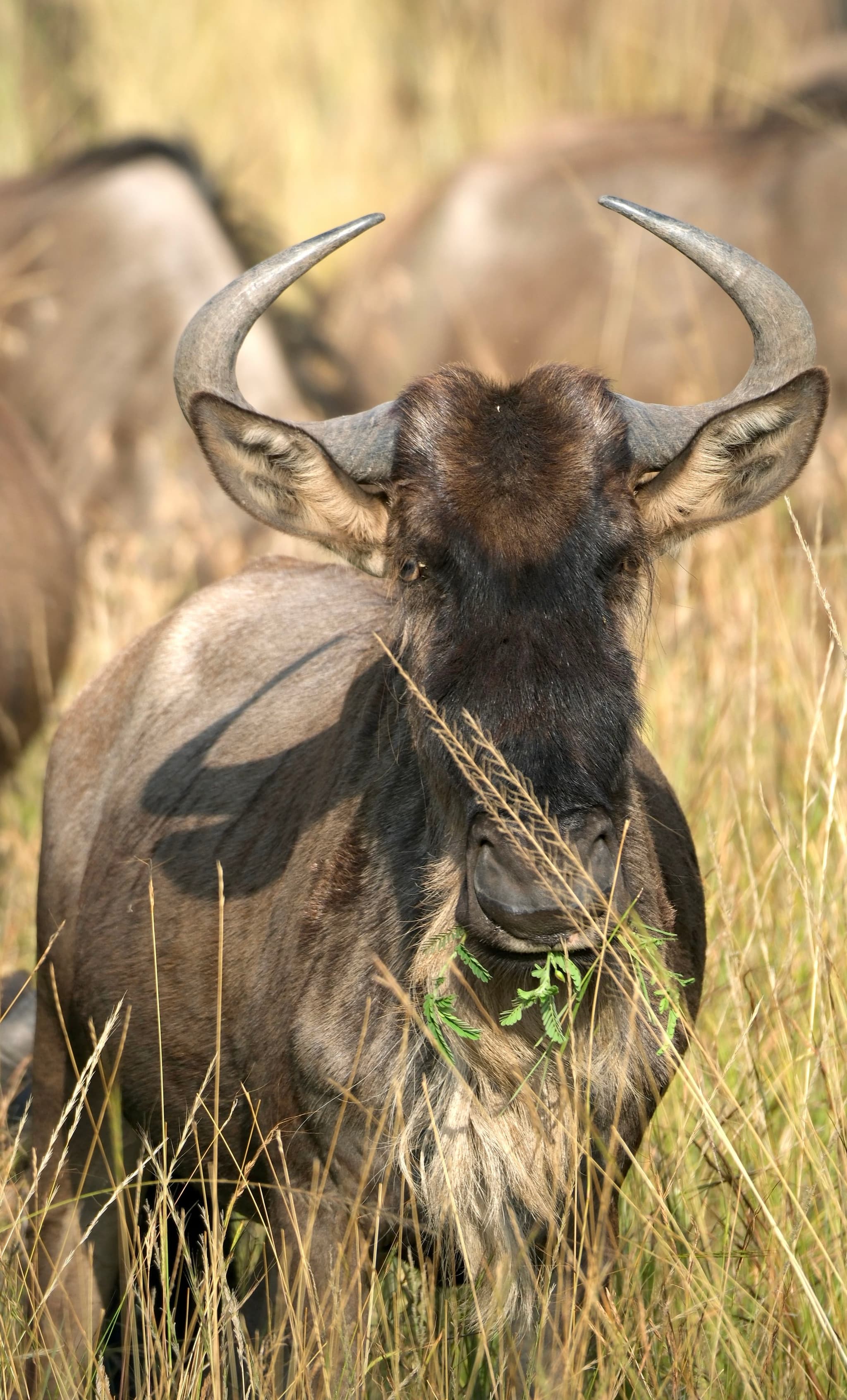 A wildebeest is standing in tall grass, chewing on some greenery, with others in the background