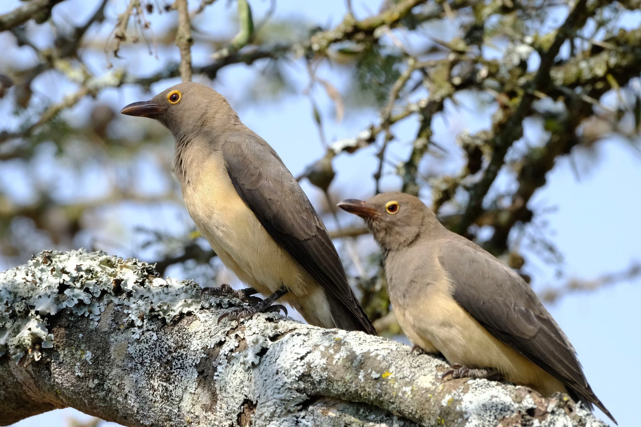 Two birds perched on a branch with a background of tree branches and a clear sky
