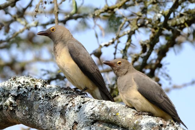 Two birds perched on a branch with a background of tree branches and a clear sky