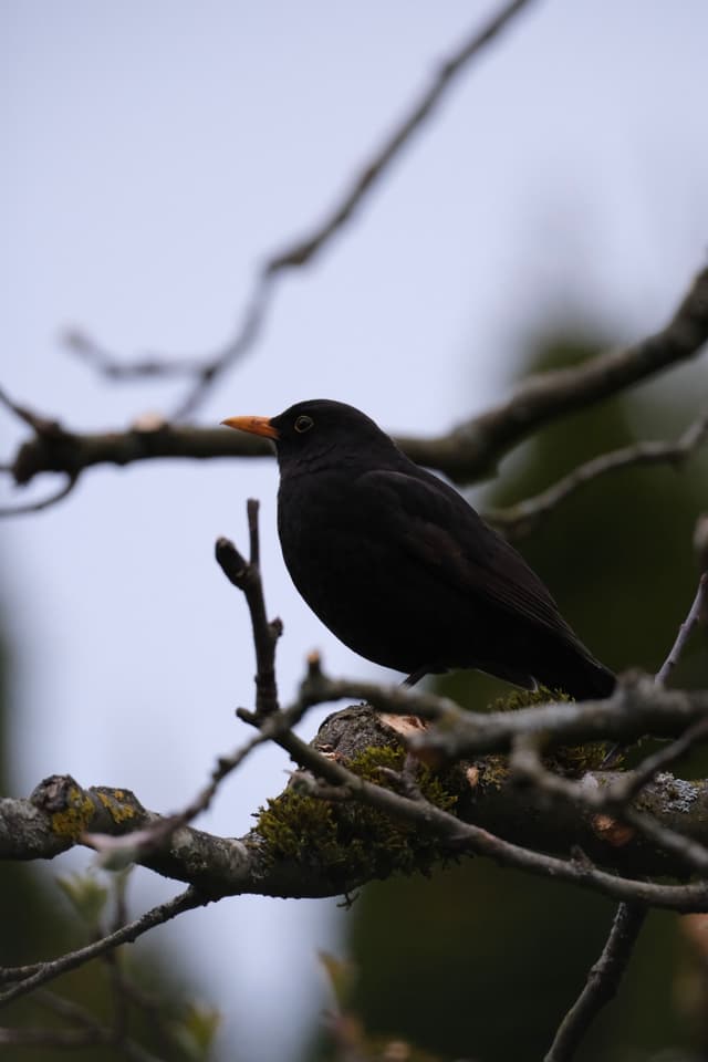 A blackbird perched on a tree branch with a blurred background