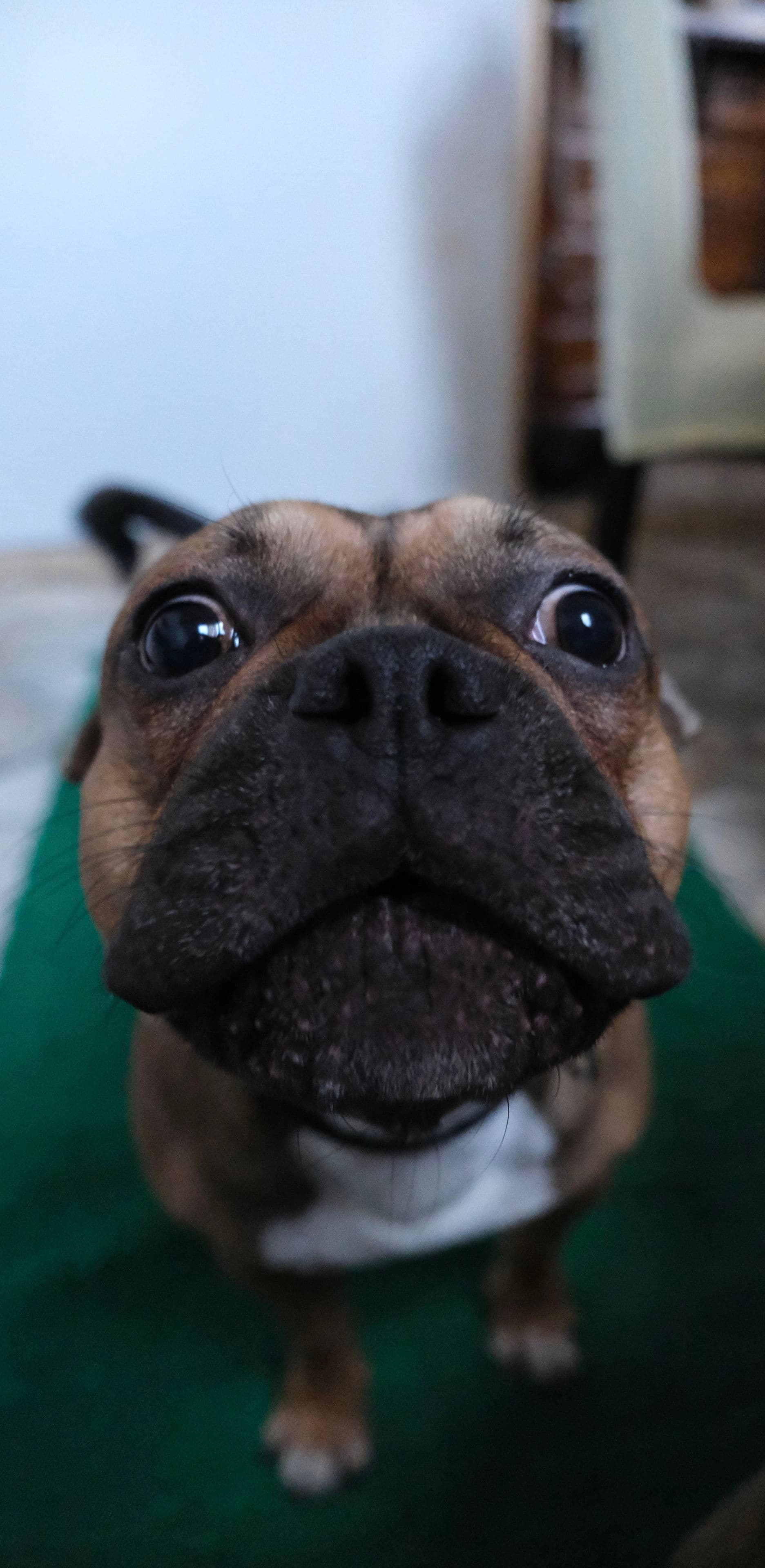 A close-up of a dog with a curious expression, featuring a wide nose and large eyes, standing on a green surface indoors