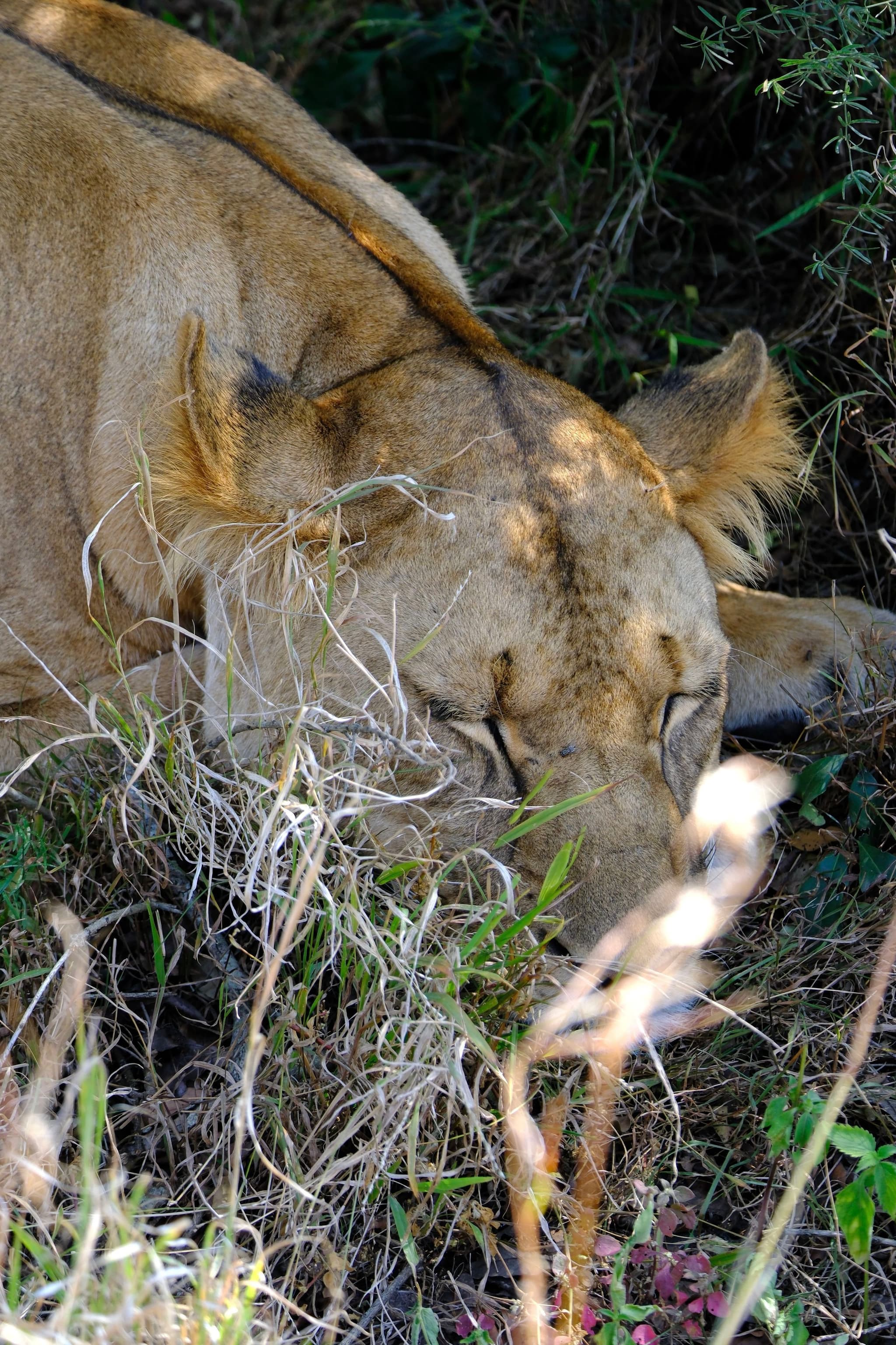 A lioness resting on the ground, partially obscured by grass and foliage