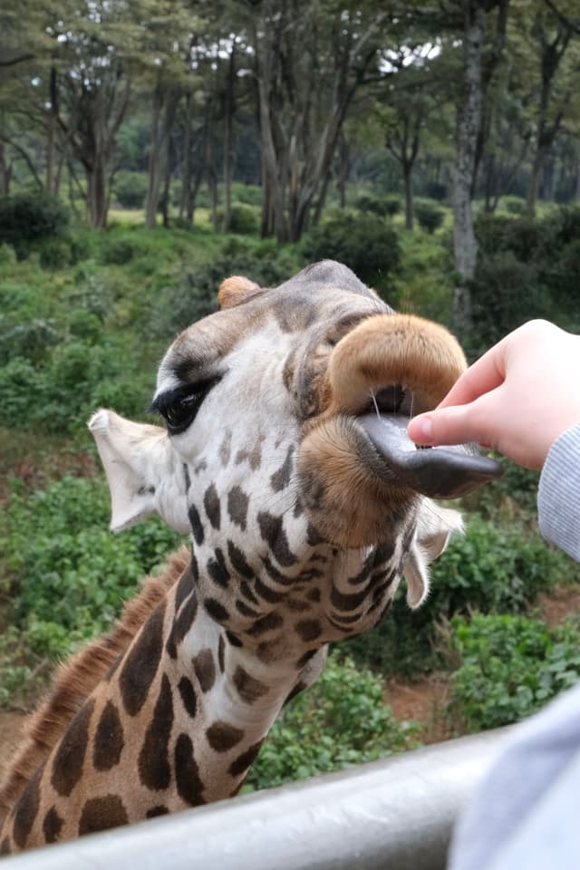 A giraffe being fed by a person in a lush, green environment
