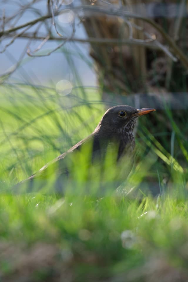 A bird with a dark plumage and orange beak is partially hidden among tall grass, with a blurred background of greenery and a tree trunk