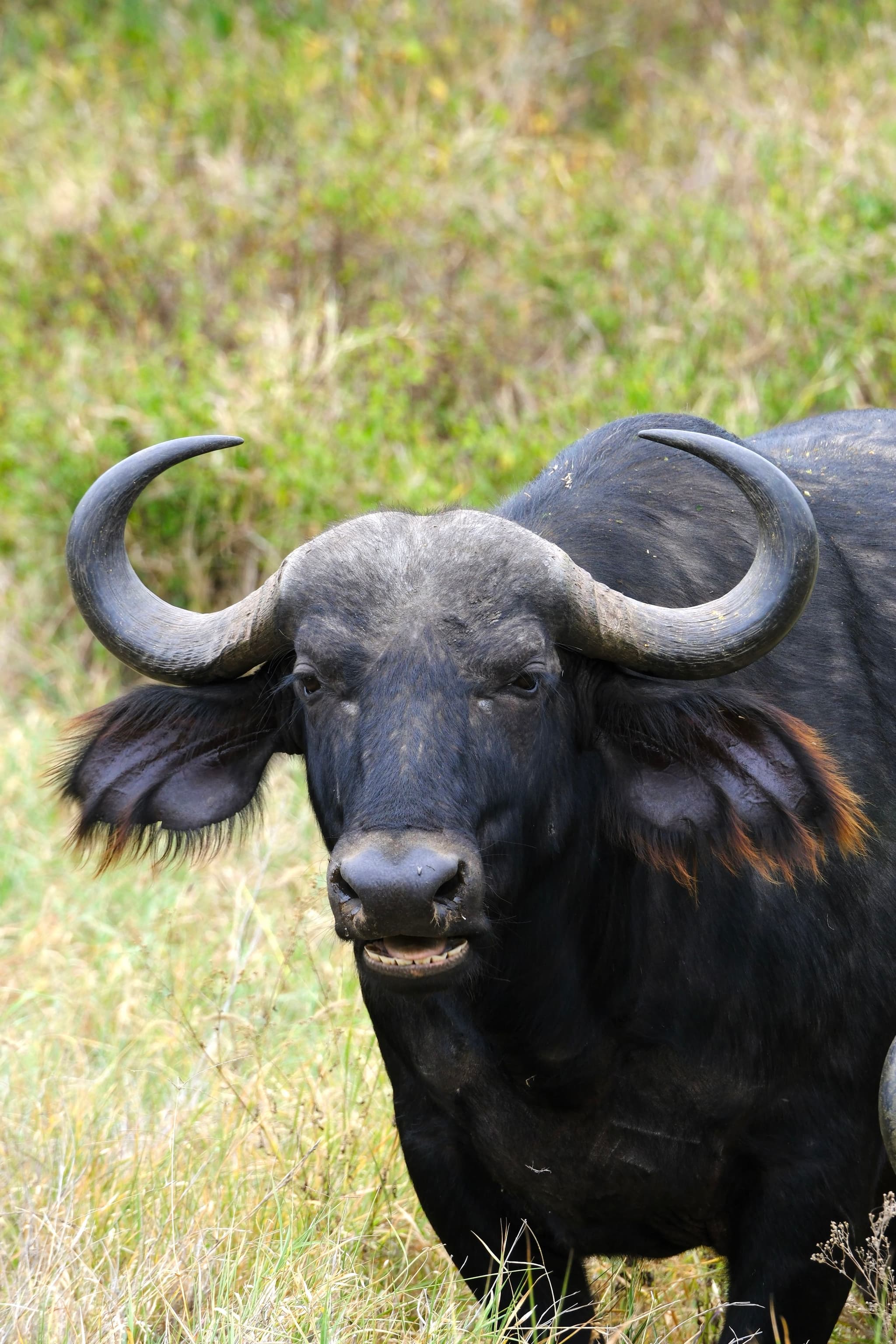 A buffalo standing in a grassy field with large curved horns and a dark coat