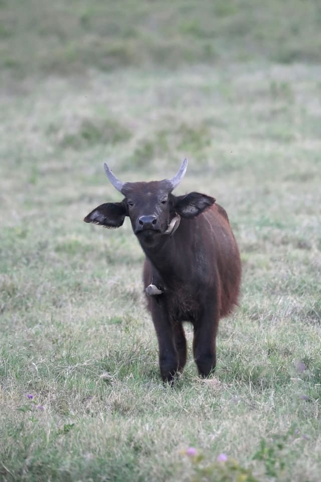 A young buffalo standing in a grassy field, facing the camera