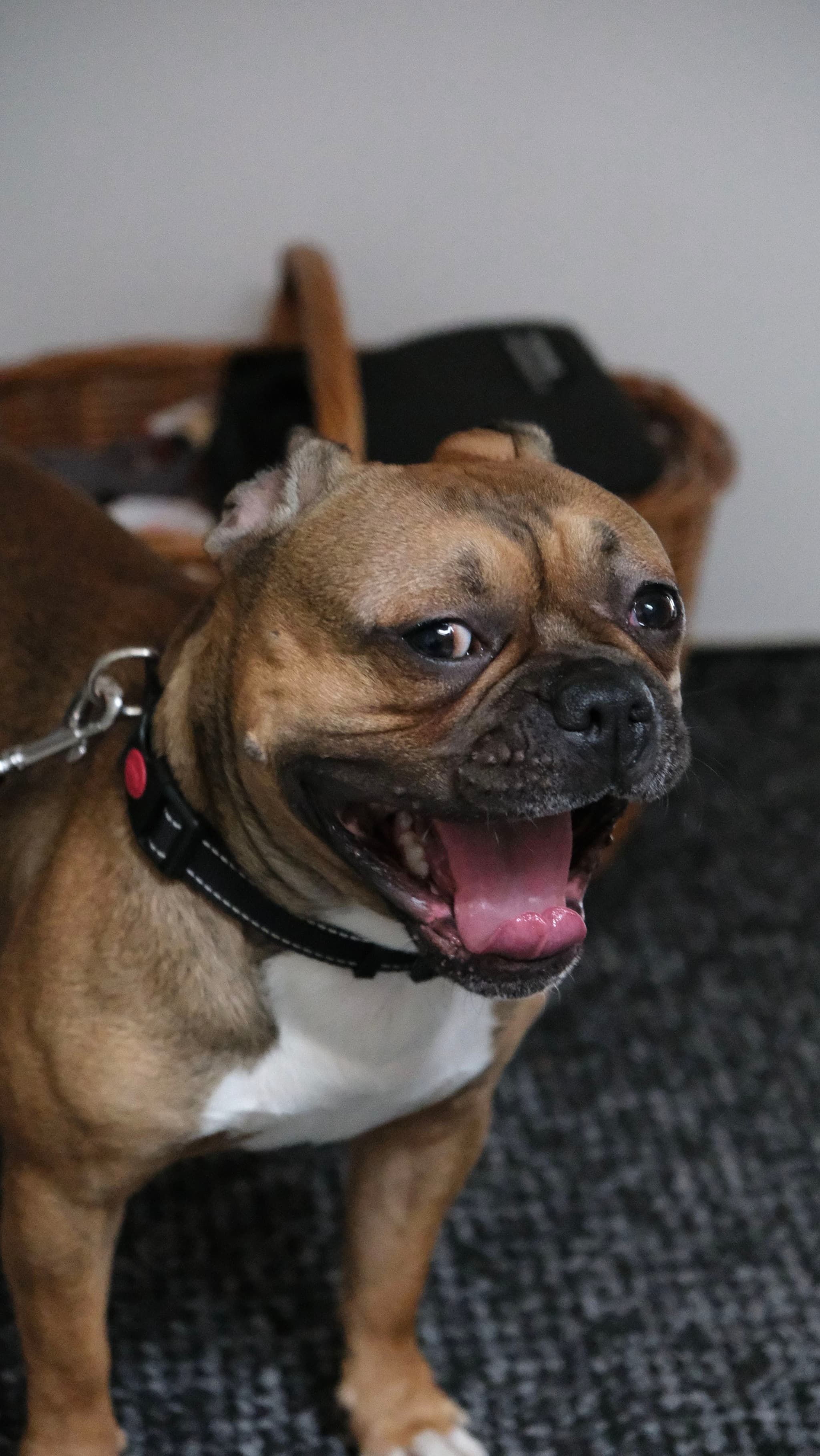 A brown and white dog with a black collar is standing on a carpeted floor, looking to the side with its mouth open