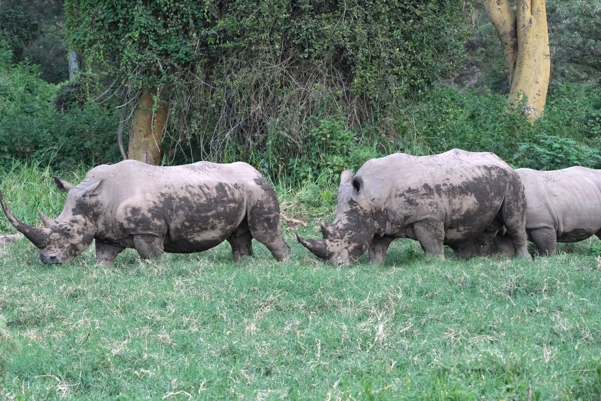 Two rhinoceroses grazing on grass in a lush, green environment with trees in the background