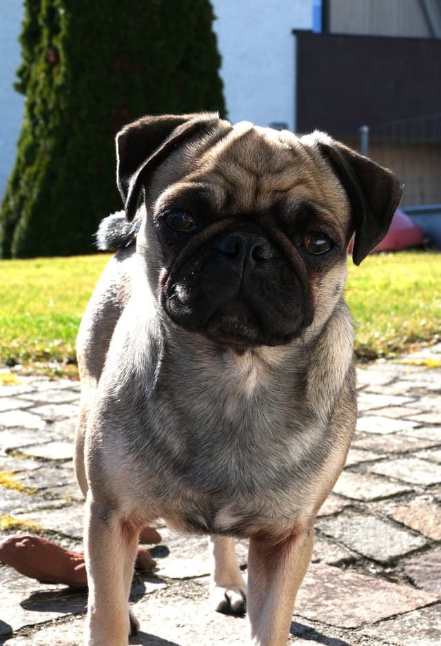 A pug standing on a stone path in a sunny garden, with grass and trees in the background