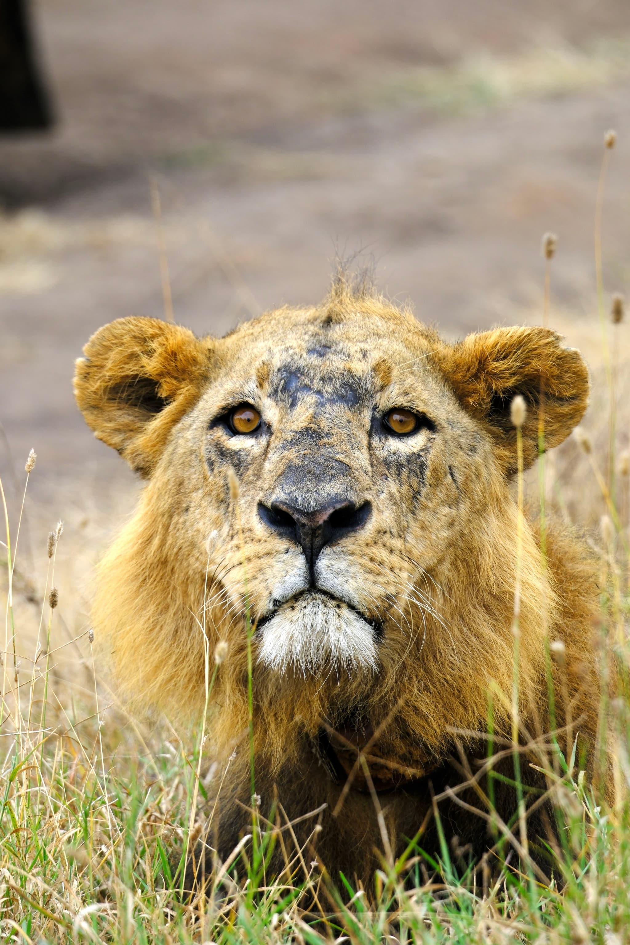 A lion with a full mane lying in tall grass, gazing directly at the camera