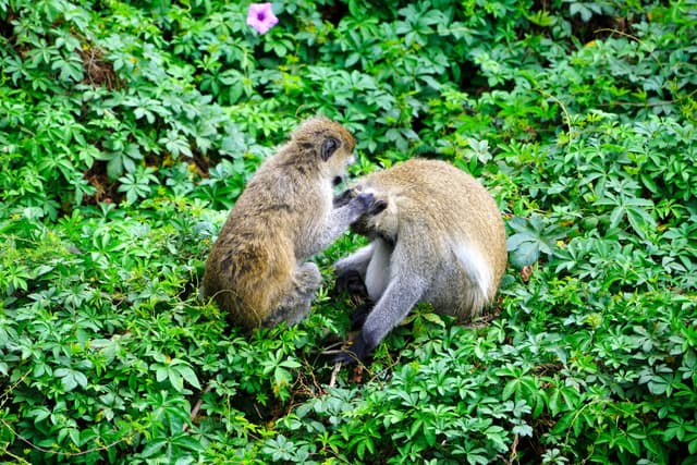 Two monkeys are sitting on lush green foliage, with one grooming the other. A pink flower is visible in the background