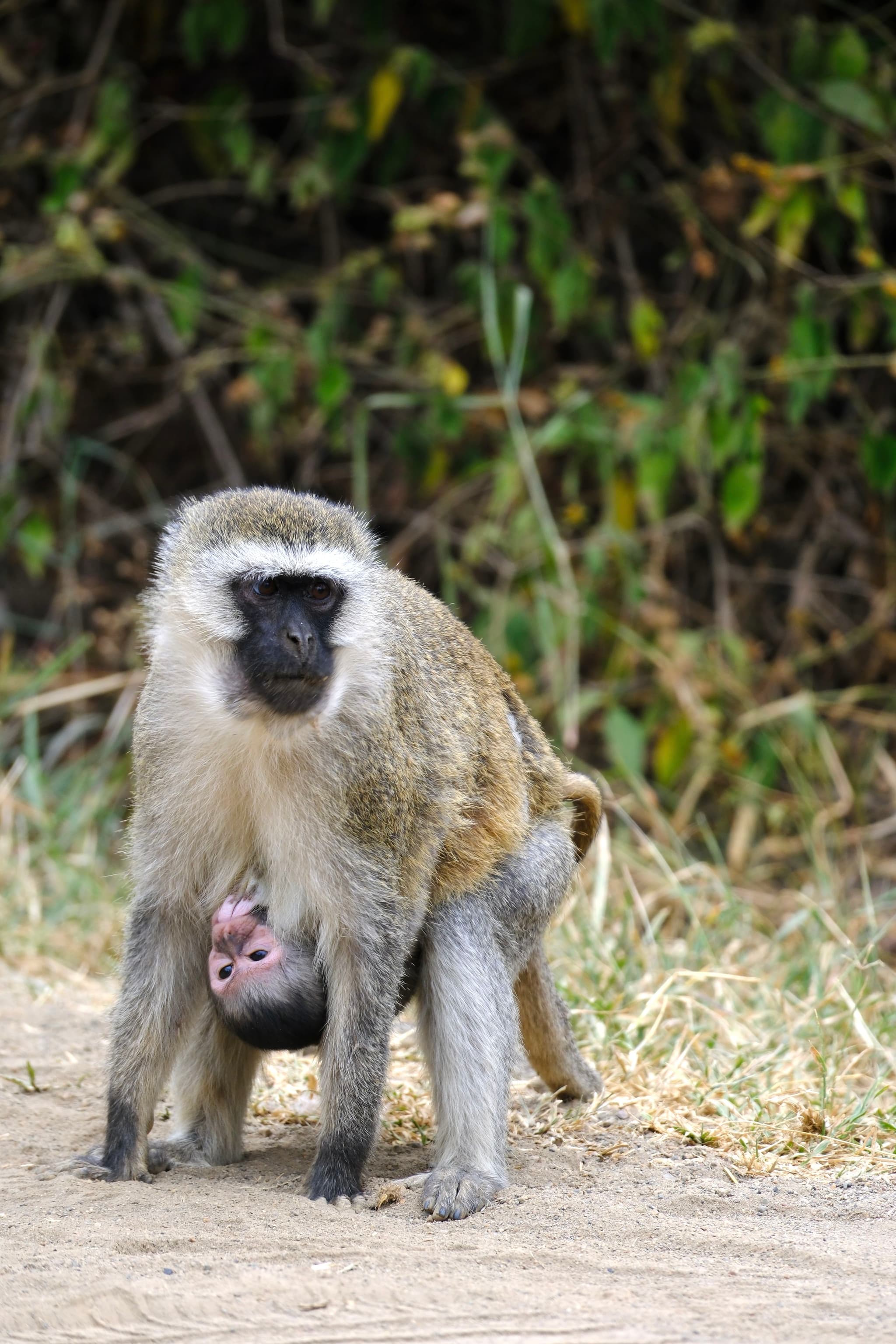 A monkey standing on a dirt path with a baby monkey clinging to its underside, surrounded by greenery