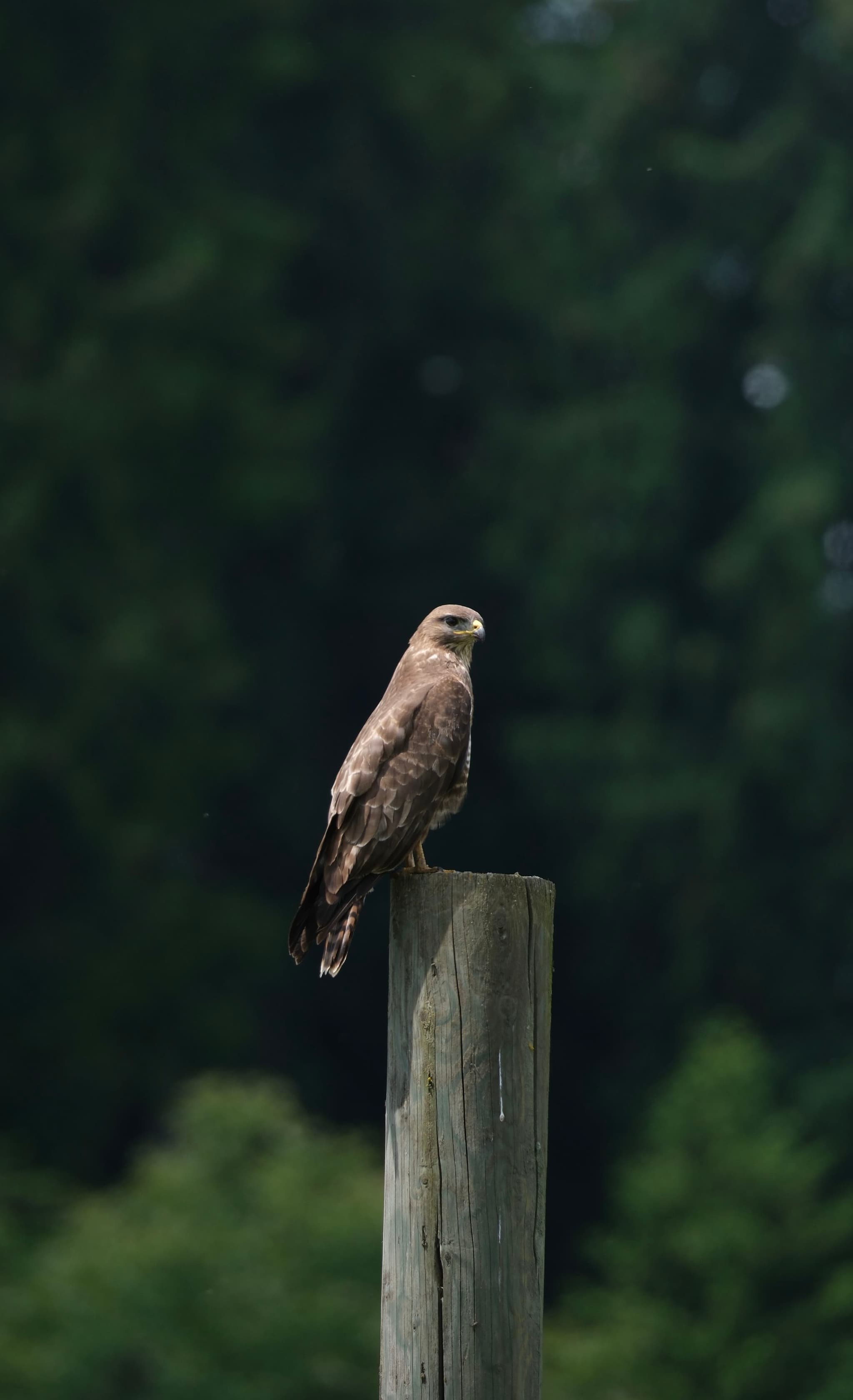 A bird of prey perched on a wooden post against a blurred, green forest background