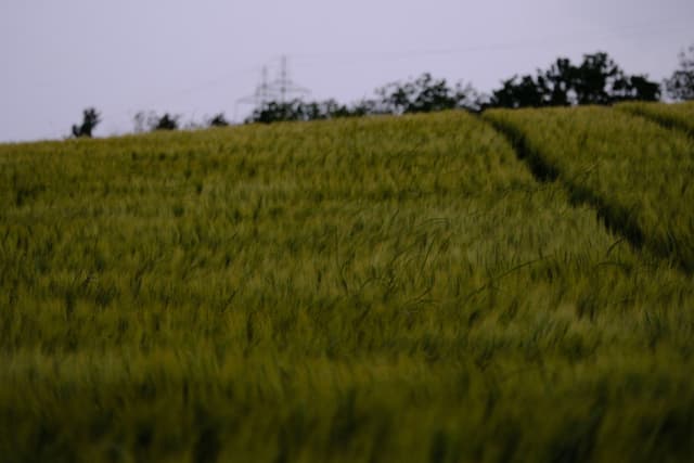 A field of tall grass or crops with a path running through it, set against a backdrop of trees and an overcast sky