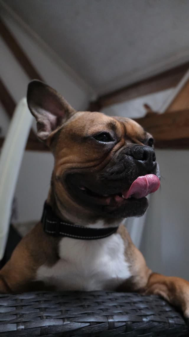 A brown and white dog with a black collar is sitting indoors, looking to the side with its tongue out