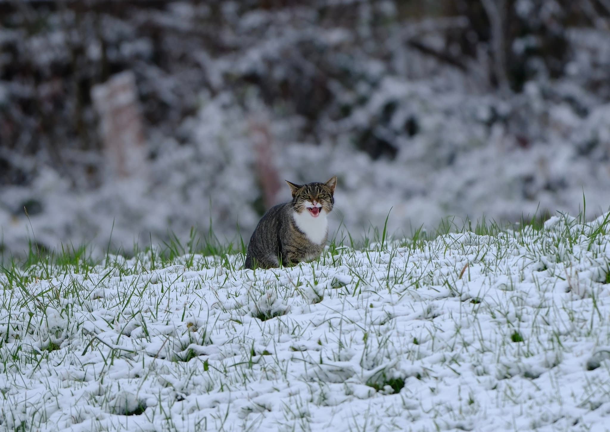 A lone cat sits alert in a snowy field with a blurred wintry background