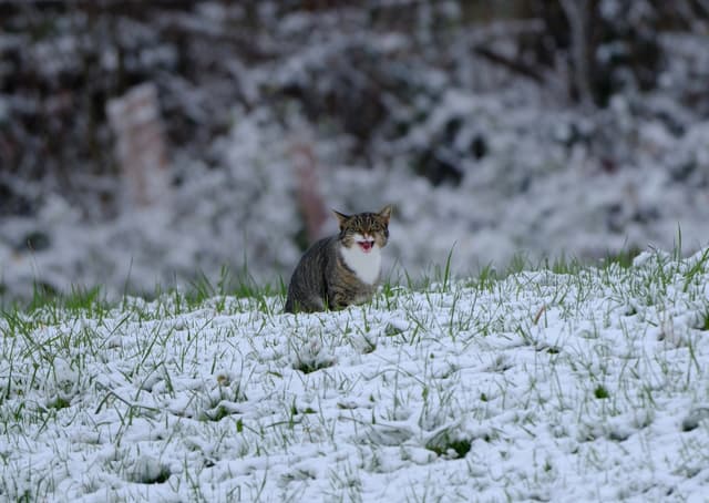 A lone cat sits alert in a snowy field with a blurred wintry background