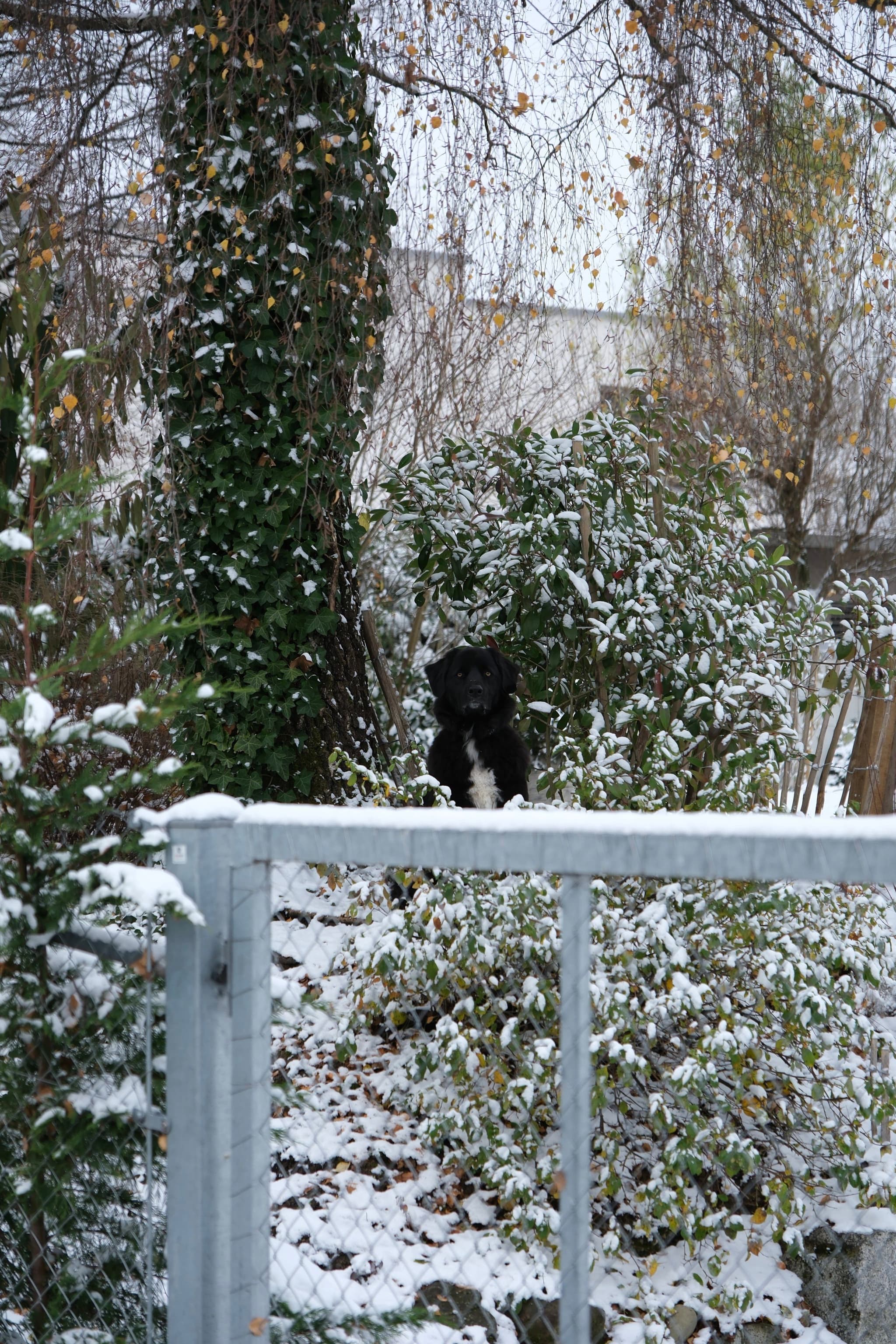 Black dog standing alert in a snowy garden behind a metal fence with trees and bushes dusted in snow