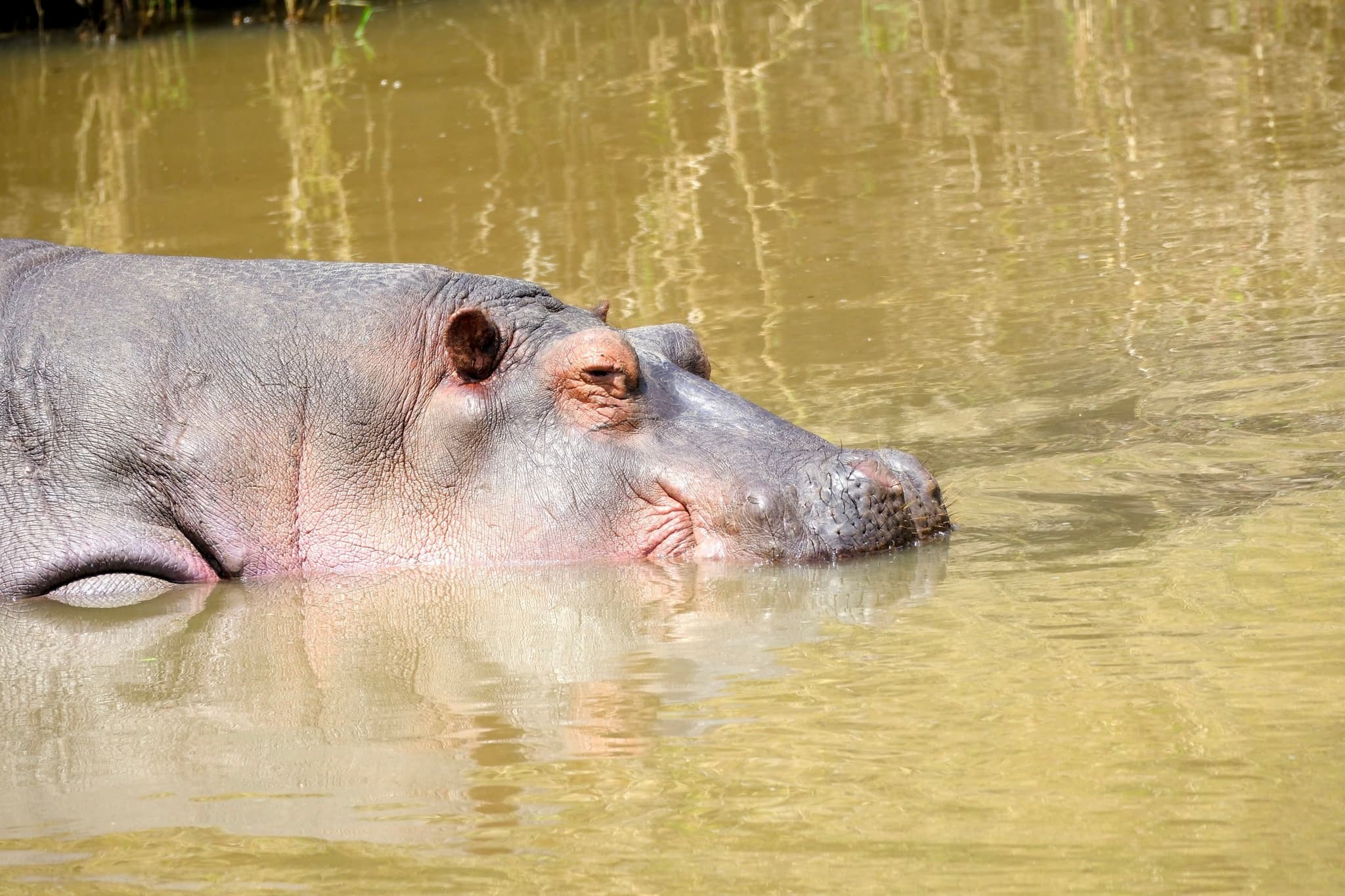 A hippopotamus partially submerged in muddy water, with its head and eyes visible above the surface