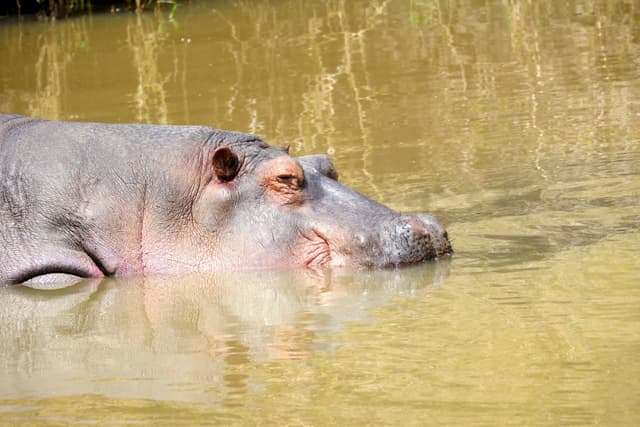 A hippopotamus partially submerged in muddy water, with its head and eyes visible above the surface
