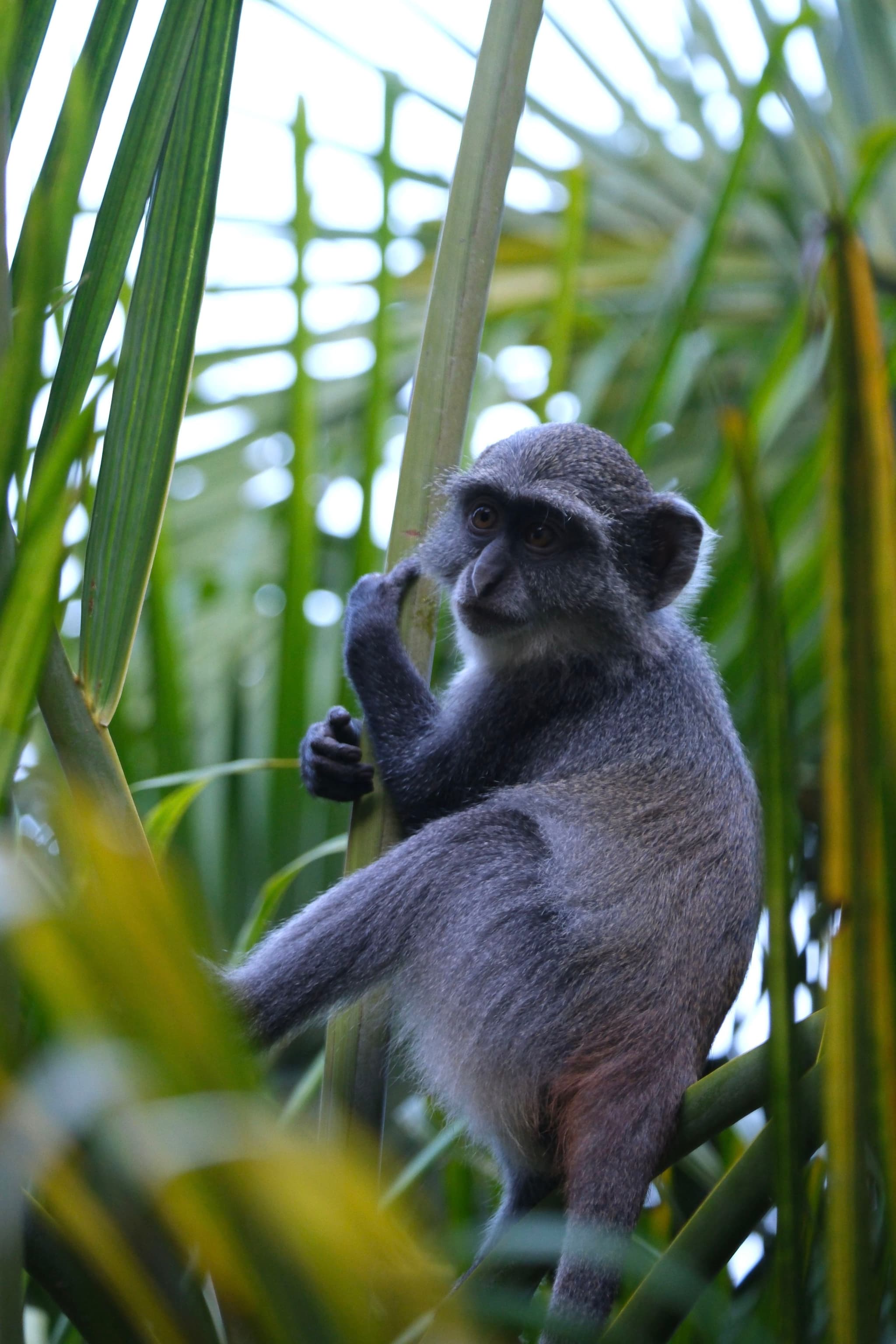 A monkey is perched on a branch surrounded by lush green leaves