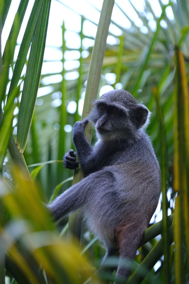 A monkey is perched on a branch surrounded by lush green leaves