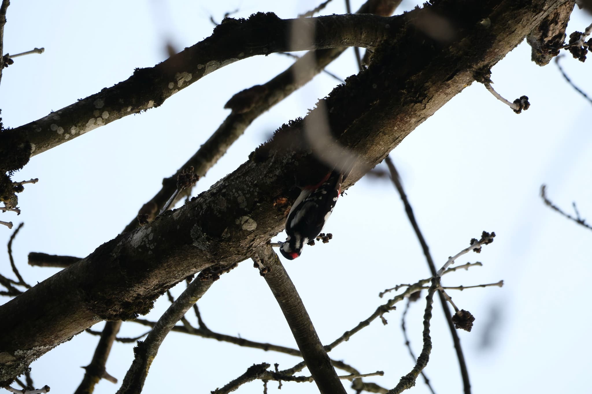 A bird perched on a tree branch with a clear sky in the background
