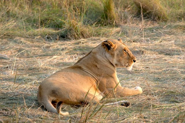 A lioness lying on dry grass in a natural setting